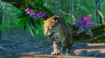 Planet Zoo: South America Pack (PC) - Steam Key - GLOBAL - Image 3